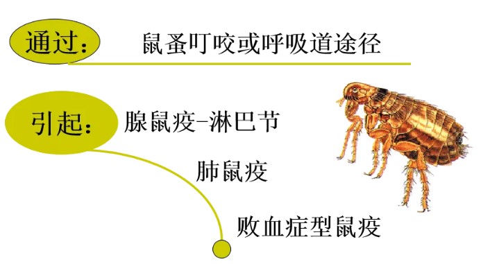 鼠疫,家里有老鼠就会传染吗?