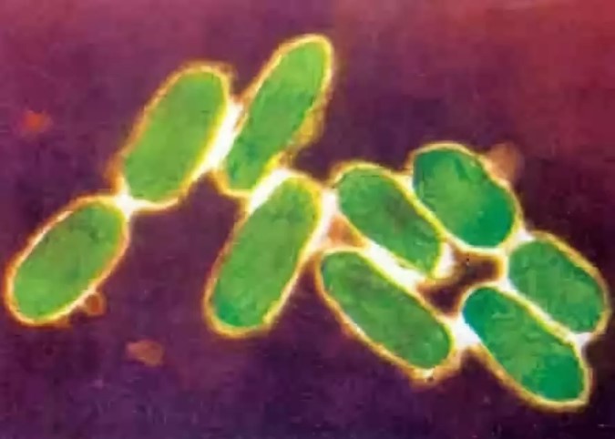 鼠疫杆菌手绘图图片